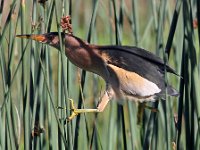 Little bitern  Little Bittern - Frieda Prinsloo 2013 : frieda